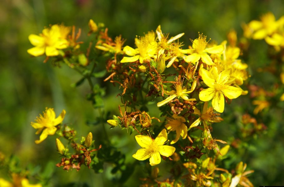 Зверобой обыкновенный (Hypericum perforatum l.)