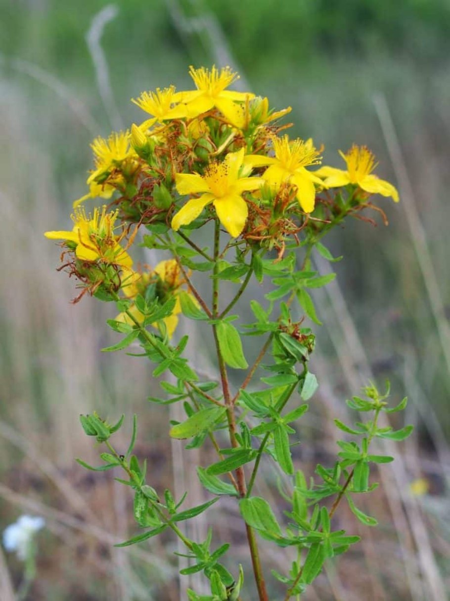 Зверобой Монбре