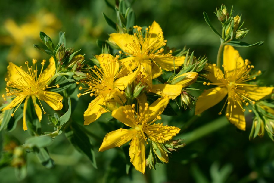 Зверобой St John's Wort