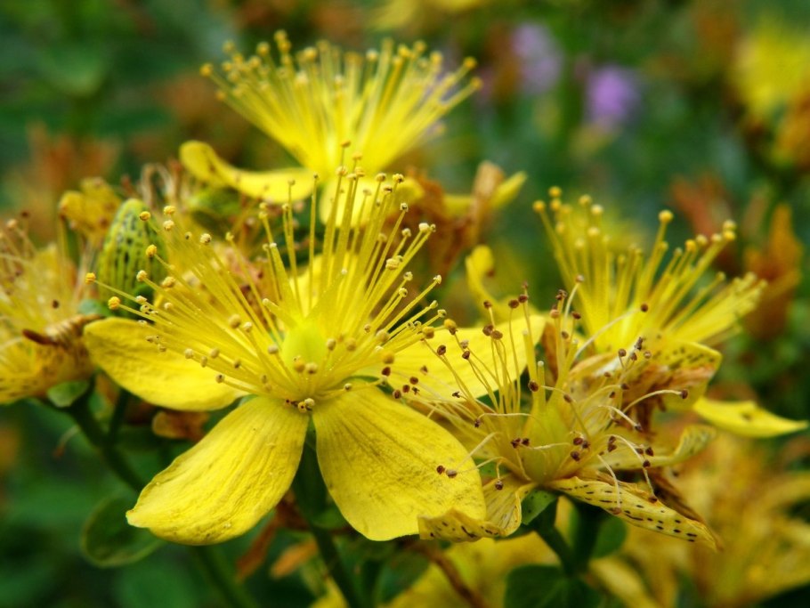 Зверобой монетчатый