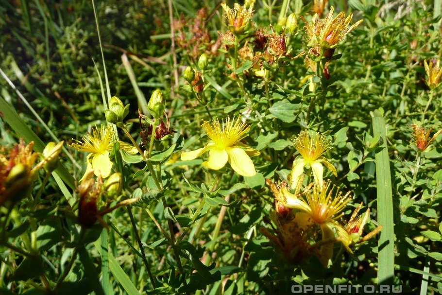 Зверобой продырявленный растение