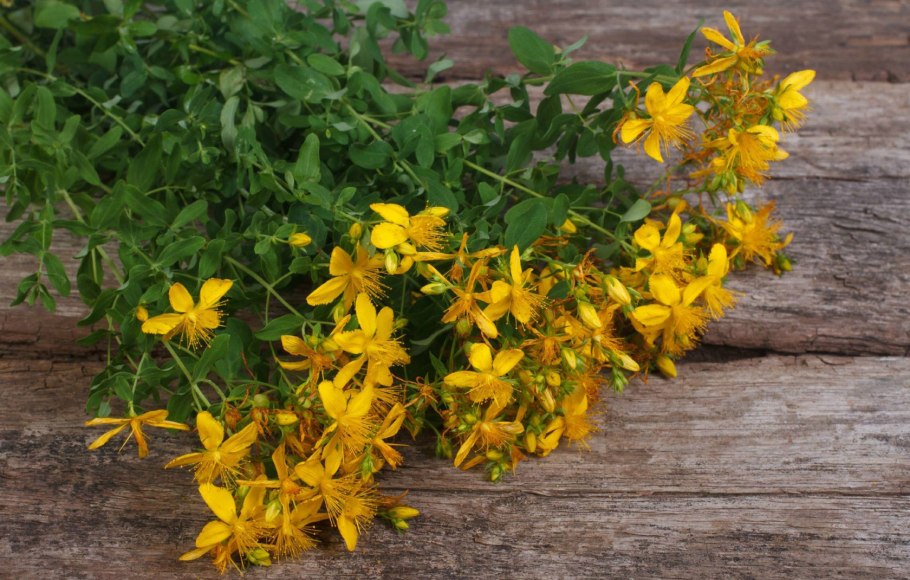 Зверобой Гиперикум
