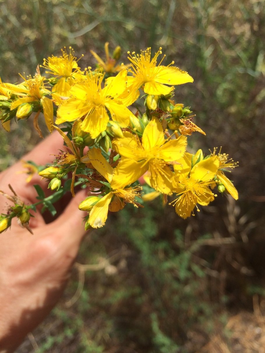 Зверобой Лесной