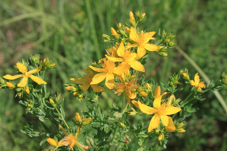 Зверобой володушковидный