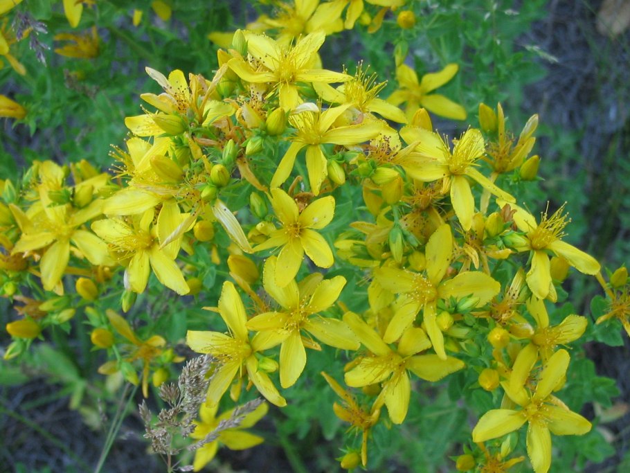 Hypericum perforatum трава