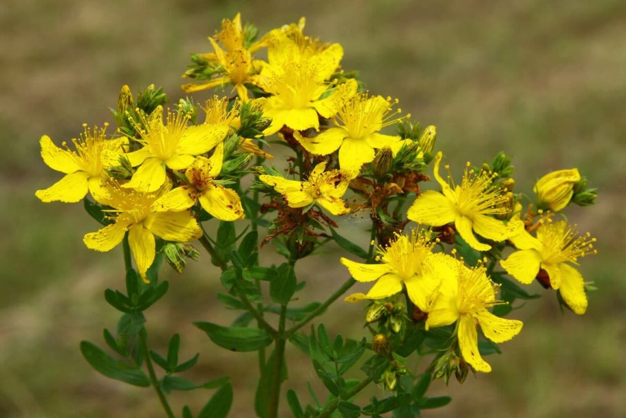 Зверобой чашечковидный