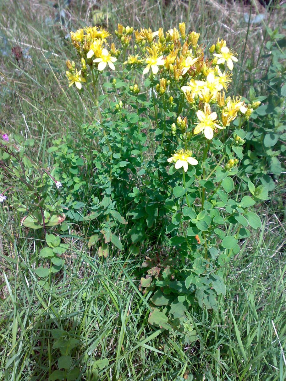 Зверобой ўсимлиги