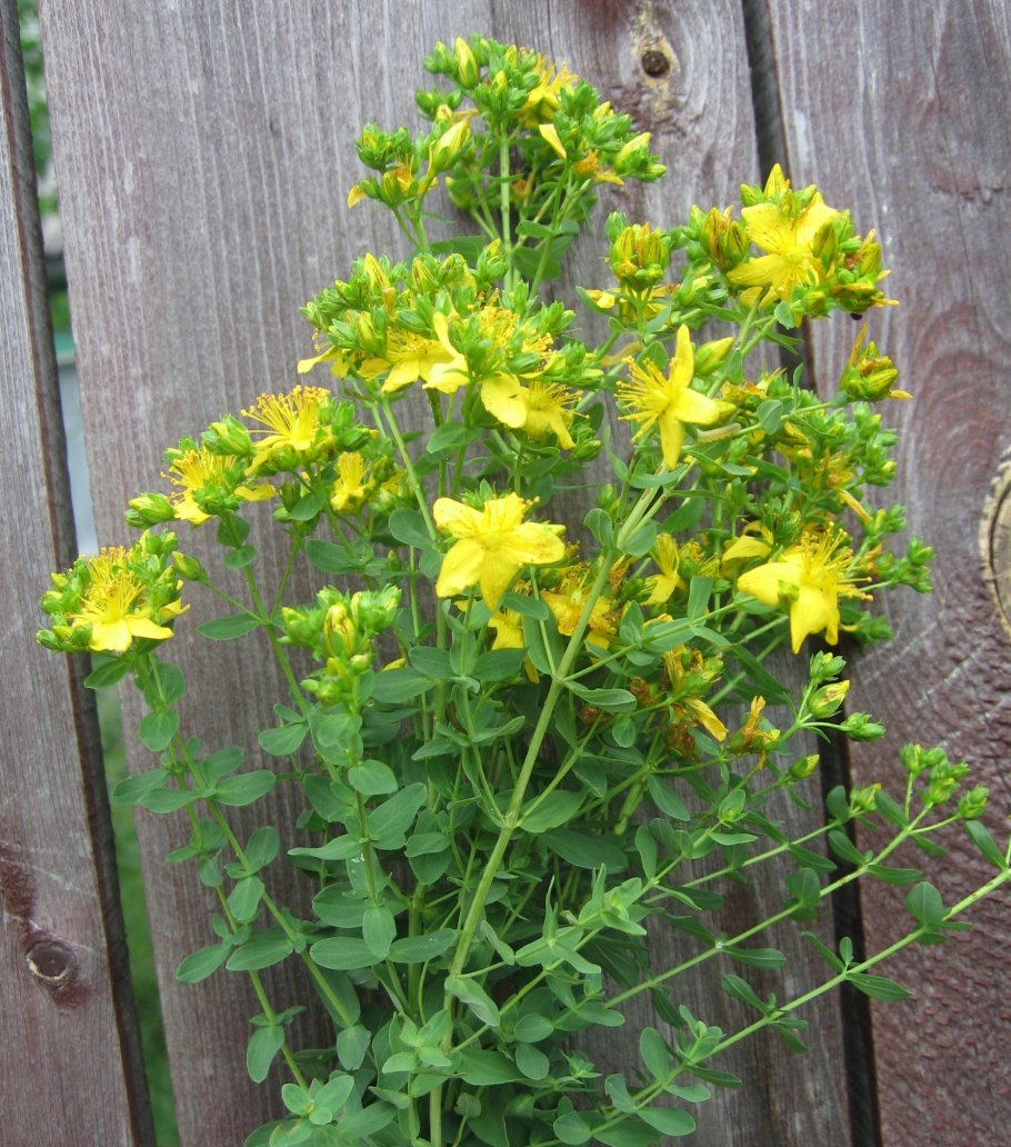 Зверобой лидийский