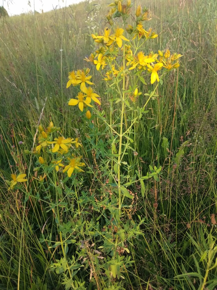 Зверобой трава лечебные