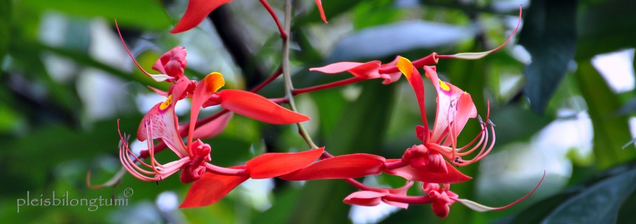 Amherstia Nobilis плод