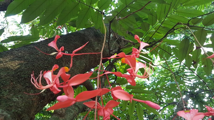 Лава благородная растение