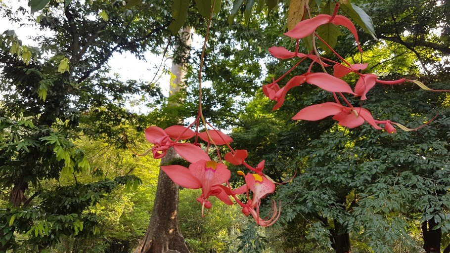 Ботаническая иллюстрация перец