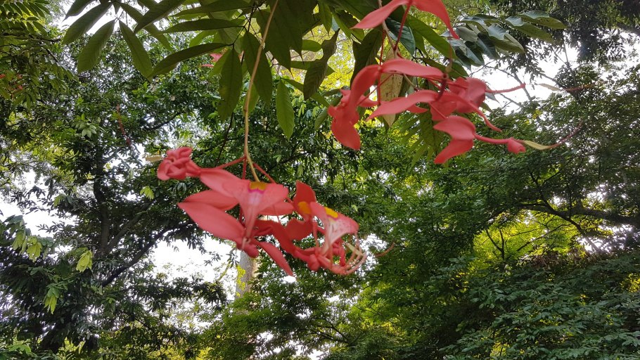Бирманской амхерстии благородной