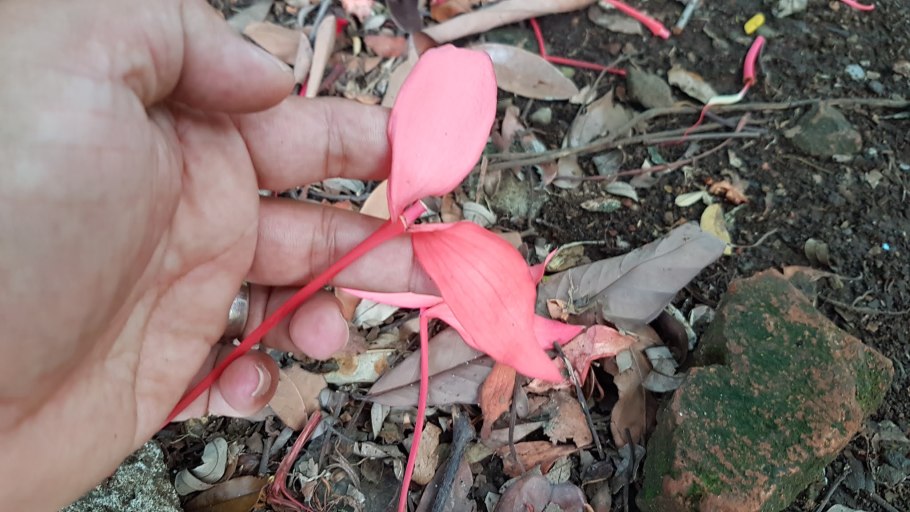 Делоникс Королевский