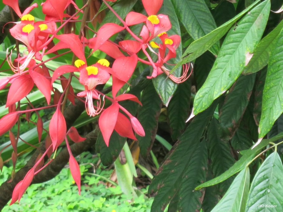 Лилия благороднейшая