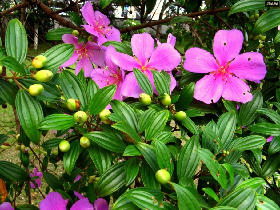 Тибухина мутабилис