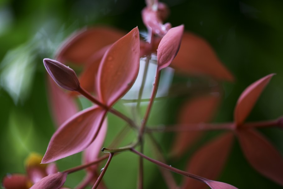 Эритрина коралловое дерево