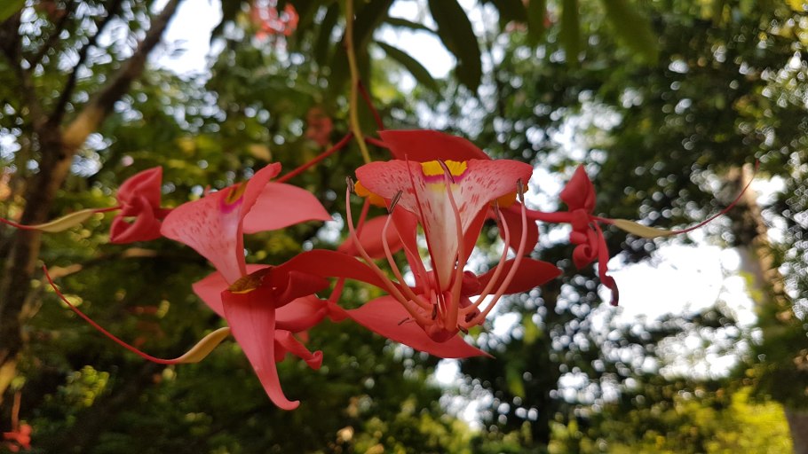 Амхерстия благородная фото