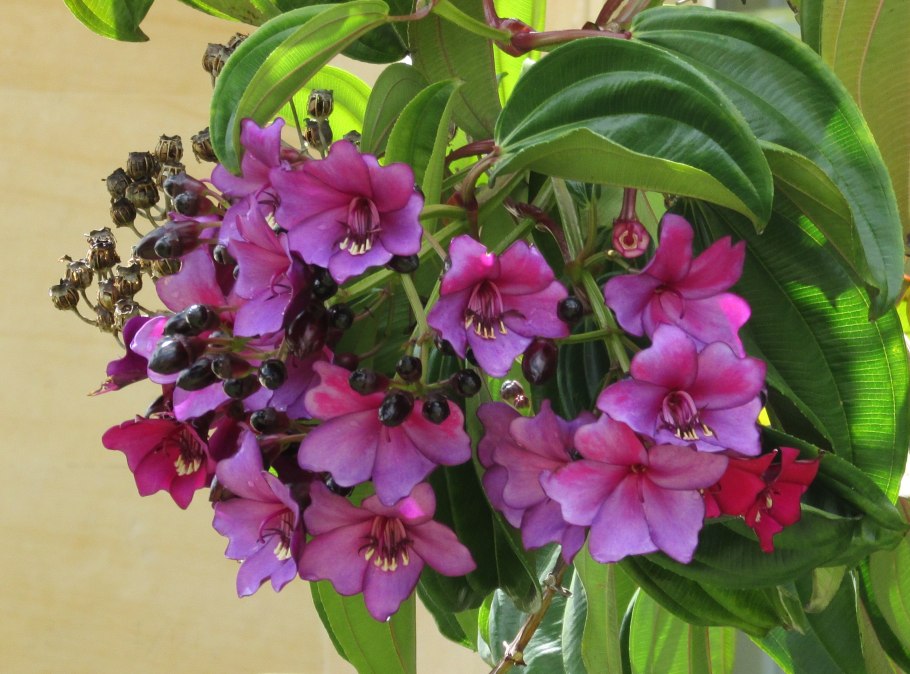 Цветок растение