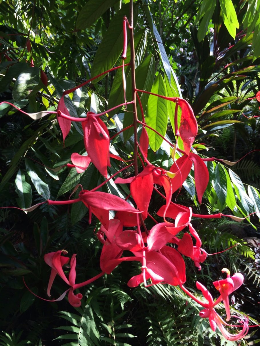 Гробоцвет цветок