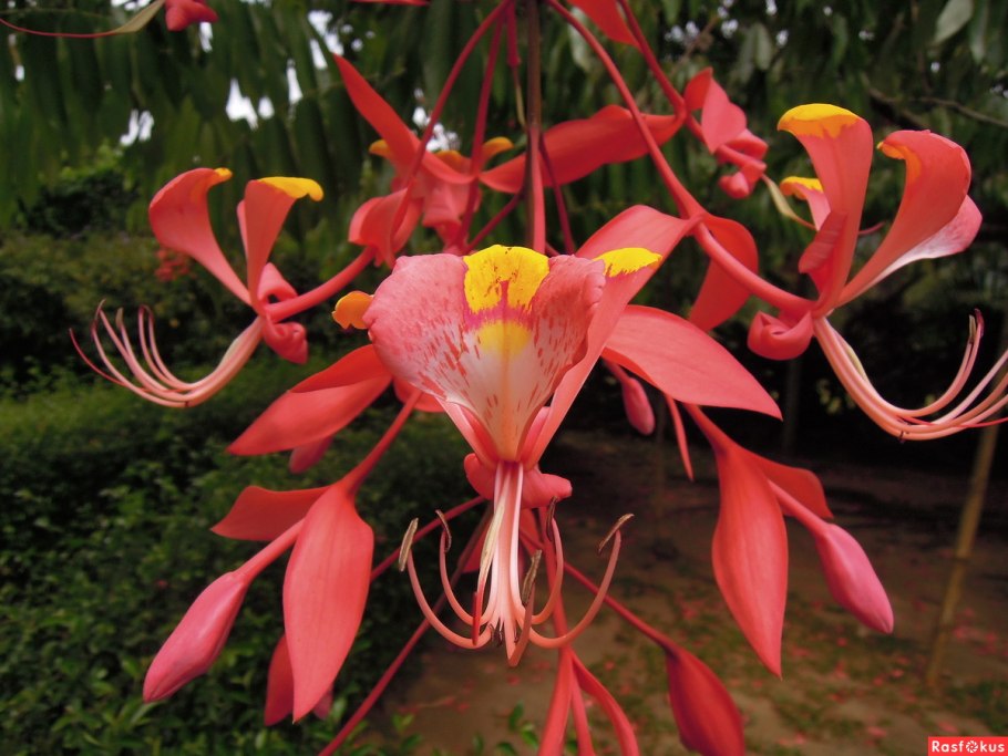 Амхерстия благородная (Amherstia Nobilis)