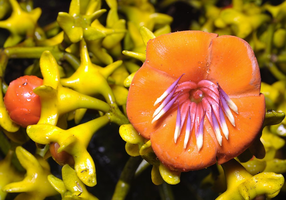 Курупита гвианская