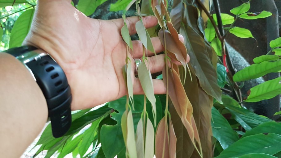 Trichotosia velutina