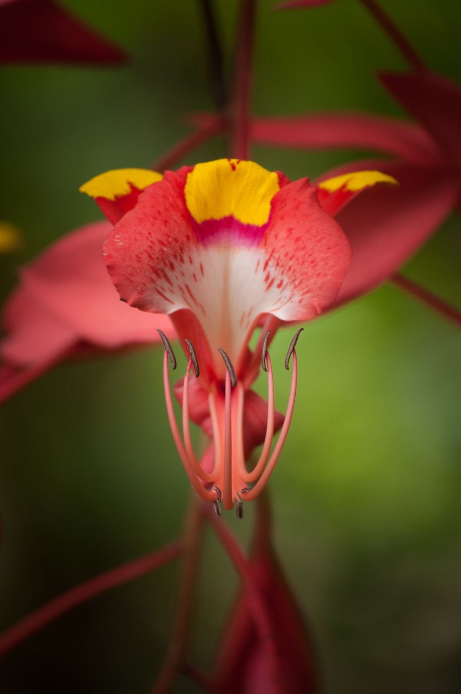 Meriania Nobilis, Мериания Нобилис