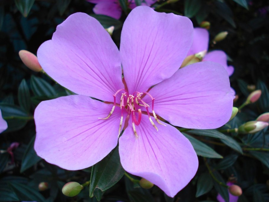 Tibouchina urvilleana