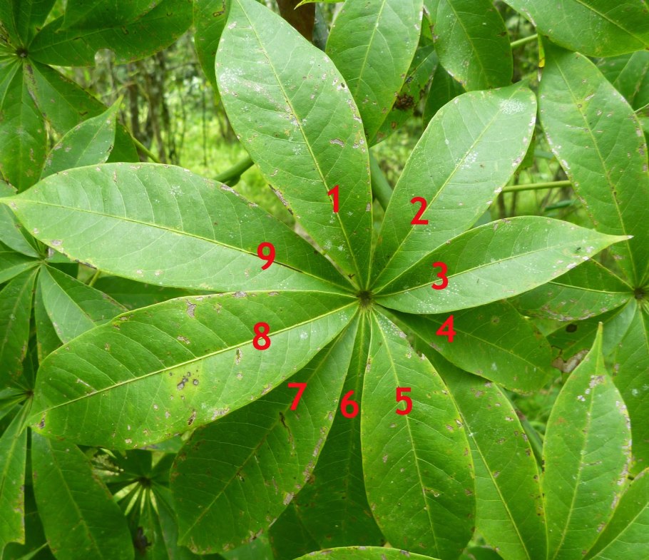 Cassava leaf