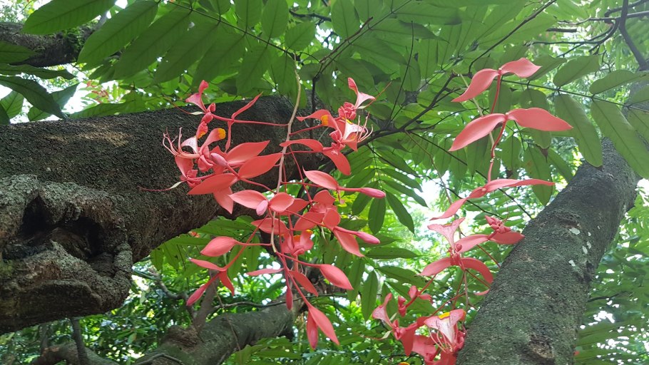 Бирманской амхерстии благородной
