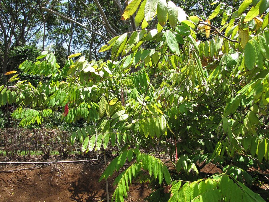 Орех маньчжурский juglans mandshurica