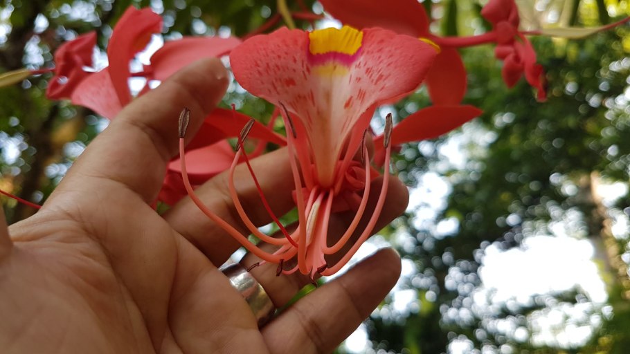 Amherstia Nobilis