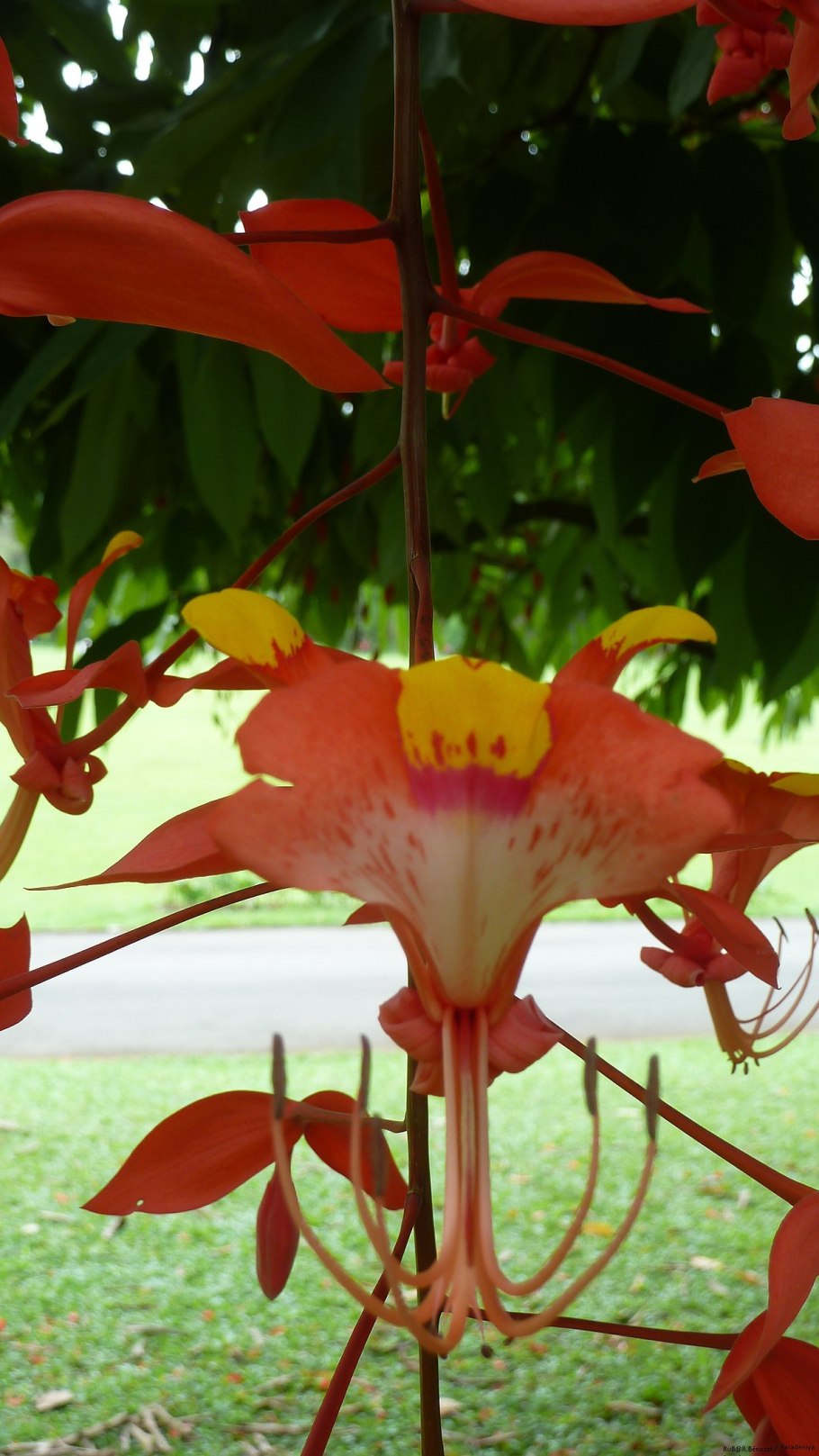 Амхерстия благородная