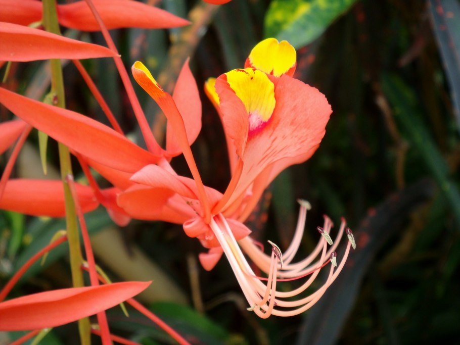 Амхерстия благородная фото