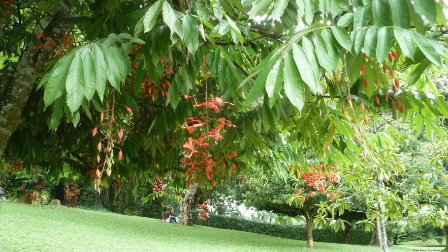 Амхерстия дерево