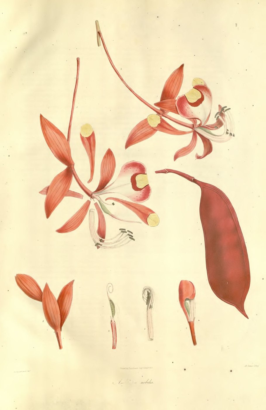 Amherstia nobilis