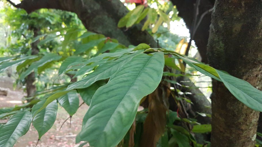 Брюс Мунро поле света Австралия