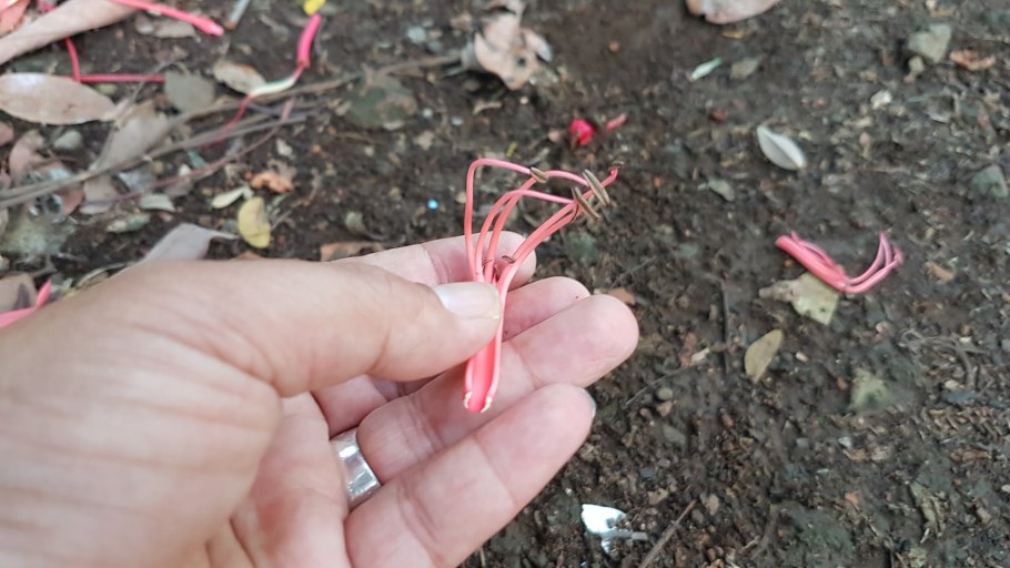 Зажимы для растений