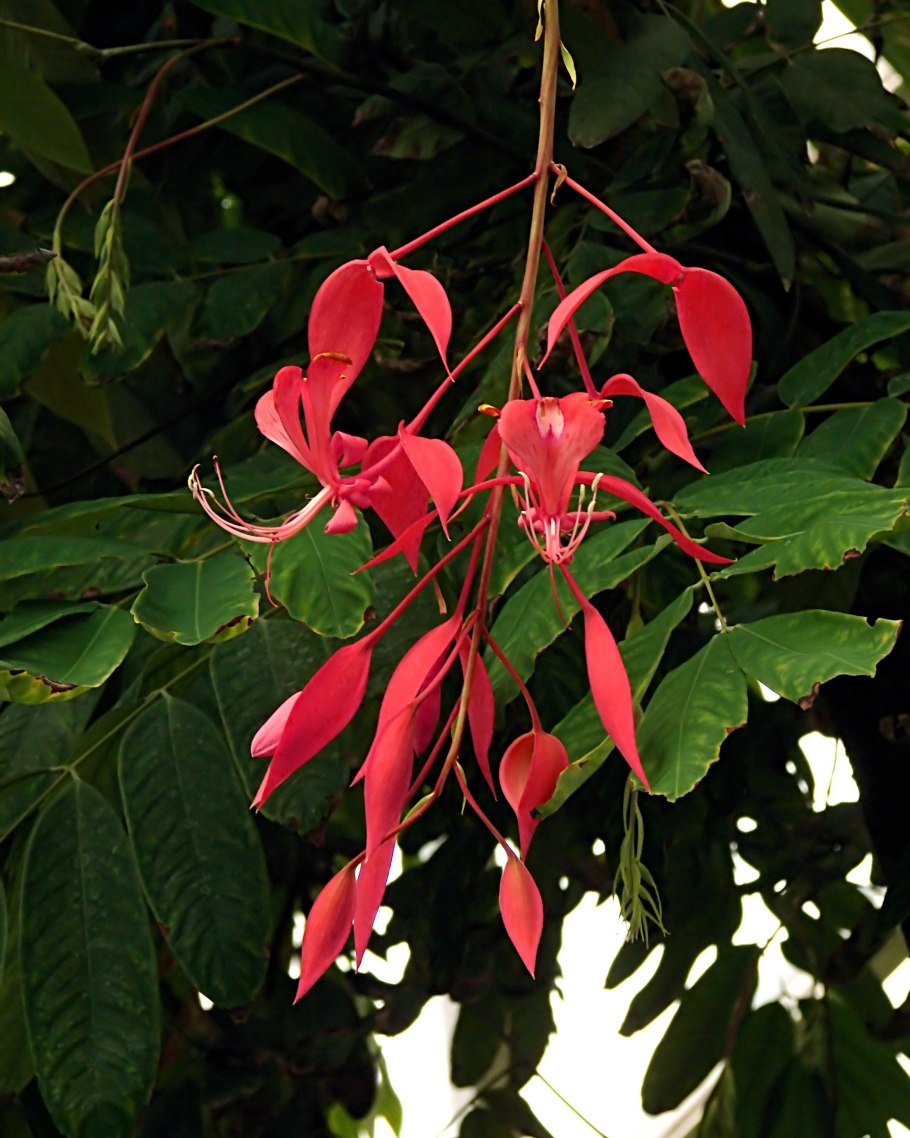 Amherstia Nobilis