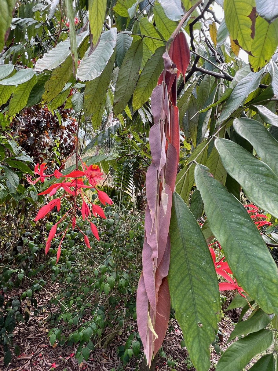 Бакопа Монье цветёт