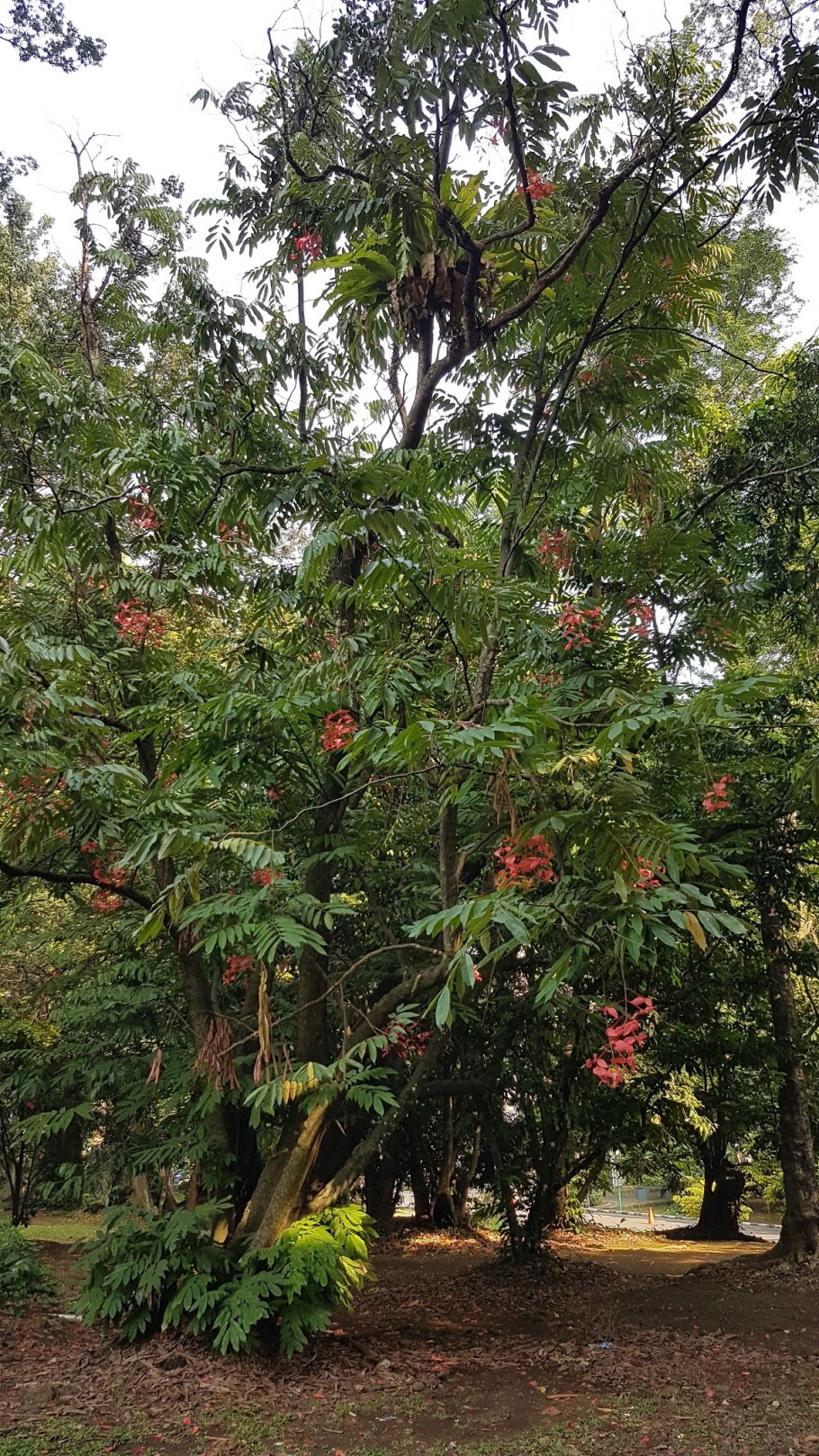 Meriania Nobilis ( Мериания)