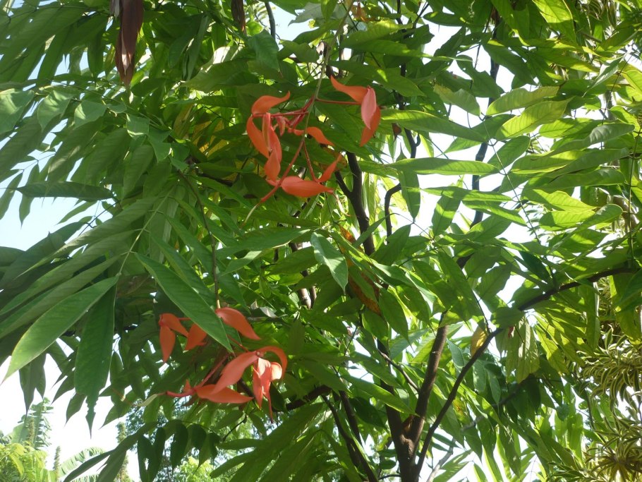 Гробоцвет цветок