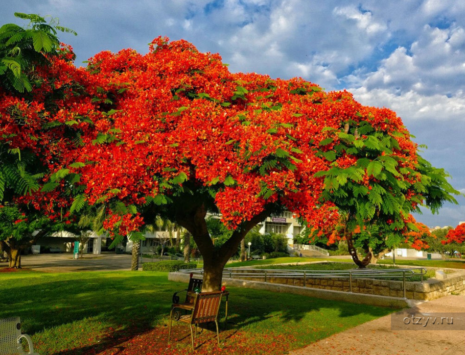 Огненное дерево делоникс королевский