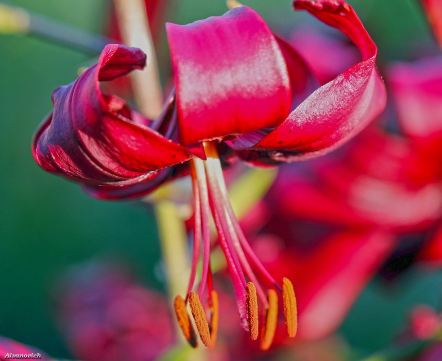 Тибухина мутабилис