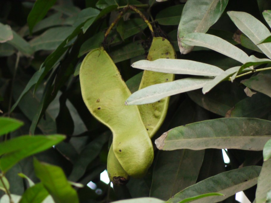 Монарда Кембридж Скарлет