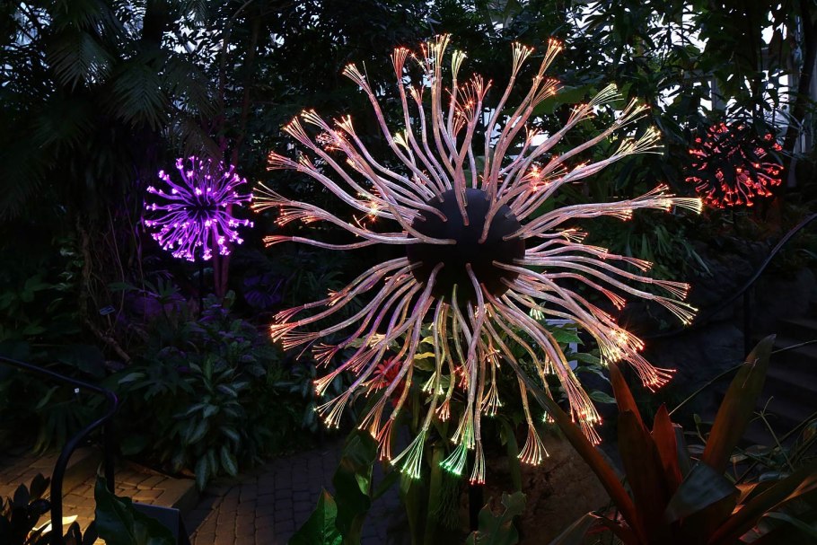 Амхерстия благородная