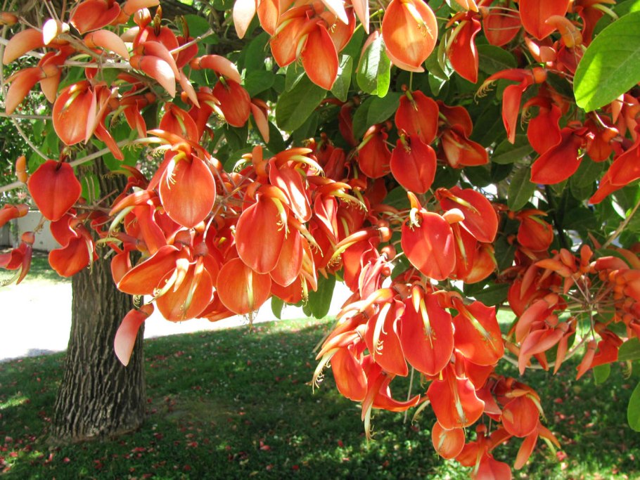 Erythrina crista galli