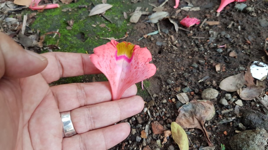 Красивое растение