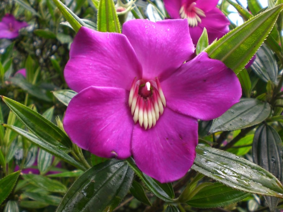 Каталина цветок